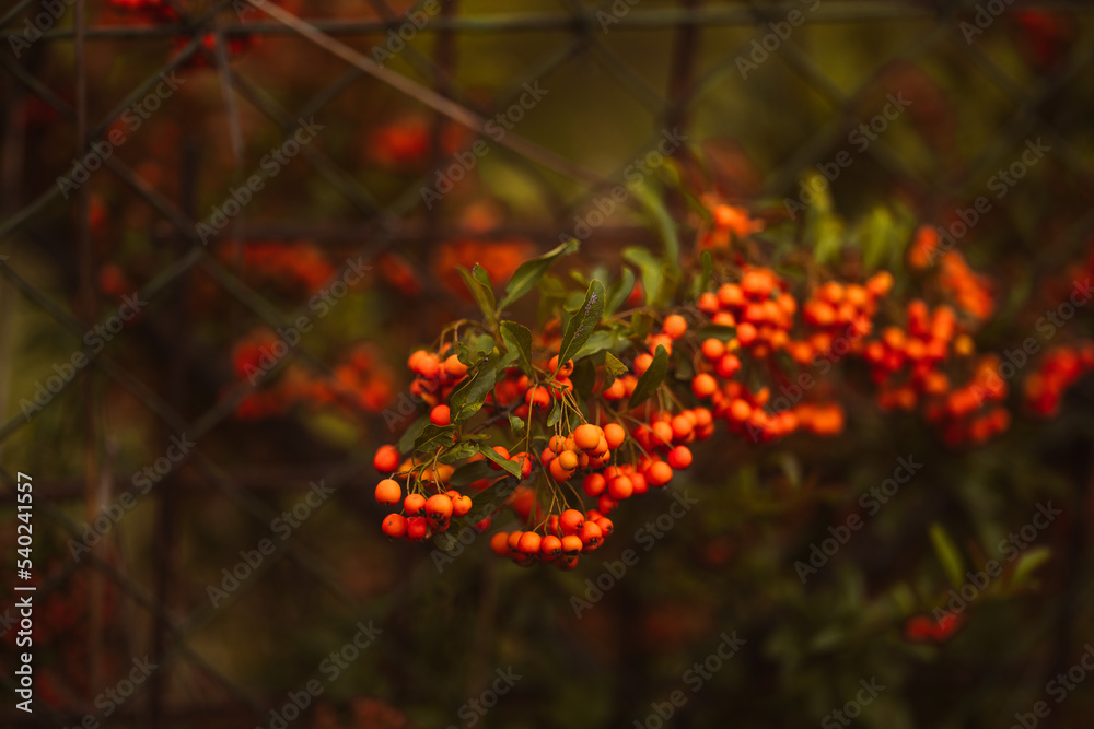 Close-up of red berries on a fence