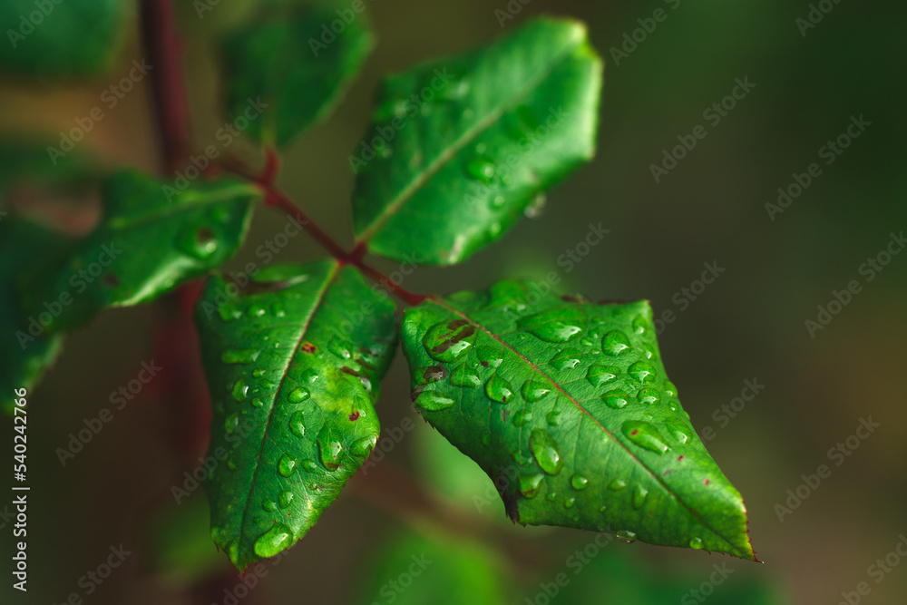 Close-up of rain drops on a leaf Close-up of rain drops on a leaf