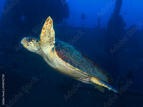 Green sea turtle - Chelonia mydas from Zenobia wreck, Cyprus