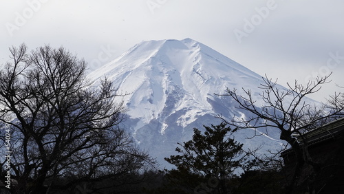 冠雪の富士山(北東側・忍野八海から臨む) 6744