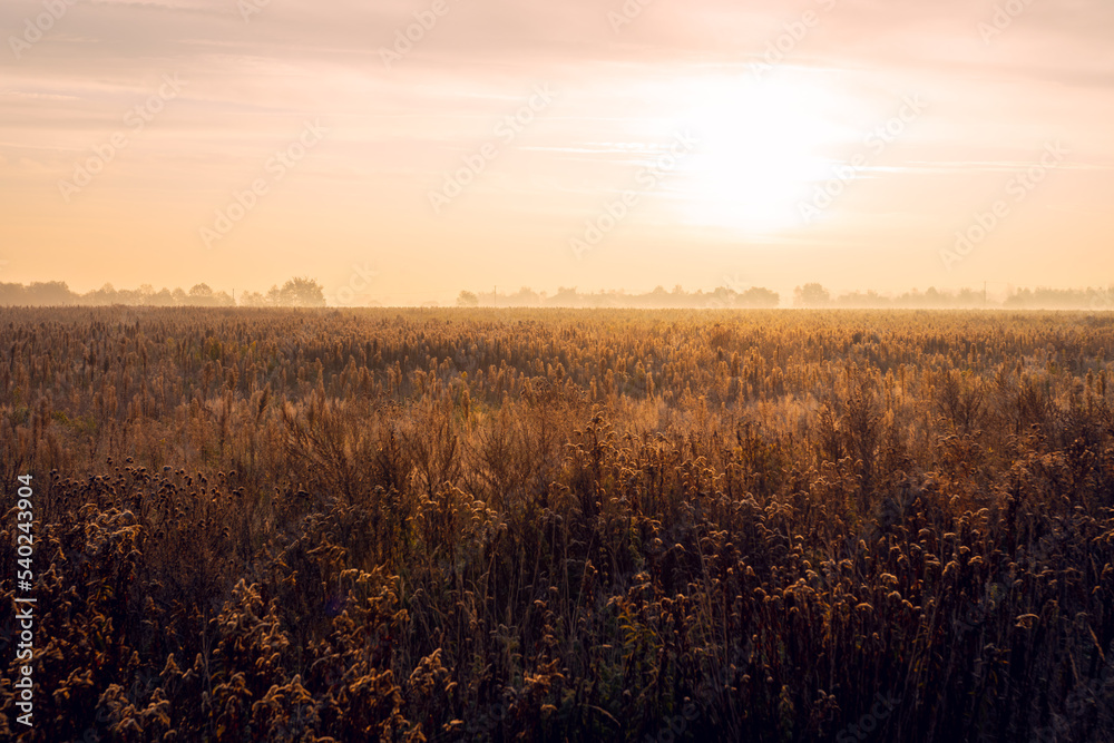 Fototapeta premium Overgrown meadow in the rays of the rising sun. A beautiful misty morning