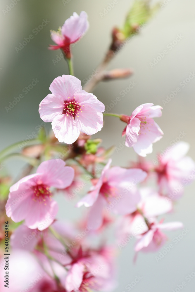 花 花