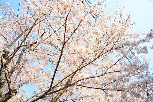 京都・哲学の道の桜