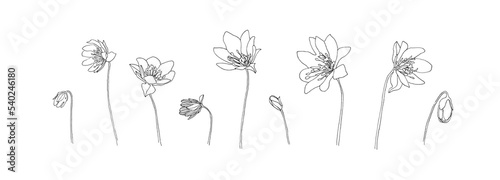 Set of flower outlines. Hand drawn plant collection. Black floral vector sketch on white background. Decorative wildflower.