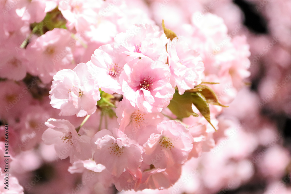 大阪造幣局の八重桜