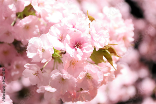 大阪造幣局の八重桜 © waiai7