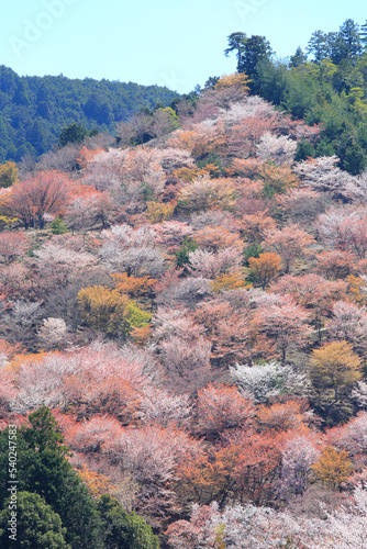 吉野山の一目千本桜