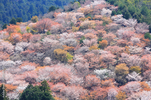 吉野山の一目千本桜