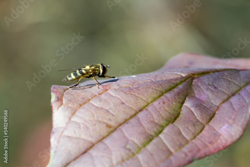 Drobny owad na jesiennym liściu