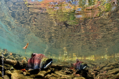 Lake Kussharo, Hokkaido Underwater photography of kokanee salmon in autumn photo