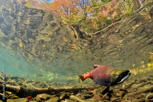 Lake Kussharo, Hokkaido Underwater photography of kokanee salmon in autumn photo