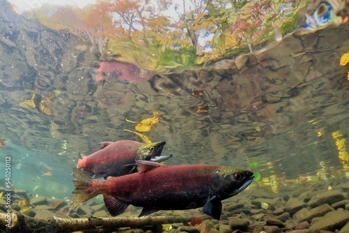 Lake Kussharo, Hokkaido Underwater photography of kokanee salmon in autumn