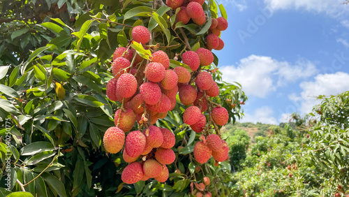 Lychee fruit on the tree for picking.  photo