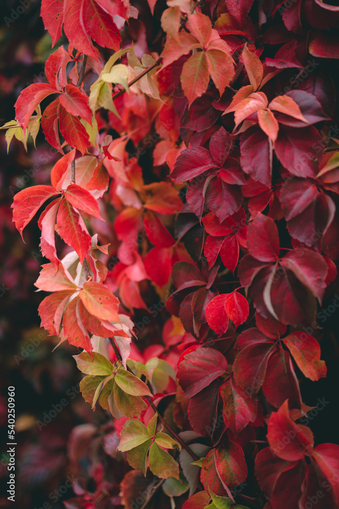 Close up image of autumn red colored foliage with blurred background and selective focus Close up image of autumn red colored foliage with blurred background and selective focus