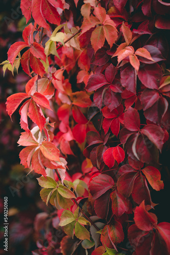 Close up image of autumn red colored foliage with blurred background and selective focus