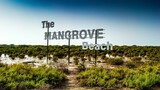 Beautiful shot of The Mangrove Beach sign on a natural background, Umm Al Quwain, UAE