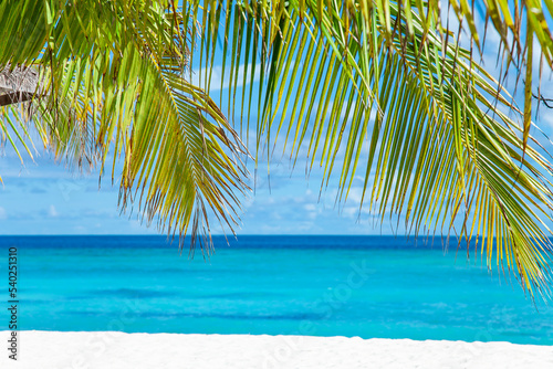 Maldive Islands Sand Beach and green palm foliage view © Kisika