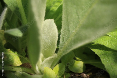 Dziewanna Verbascum roślina lecznicza ziołowa