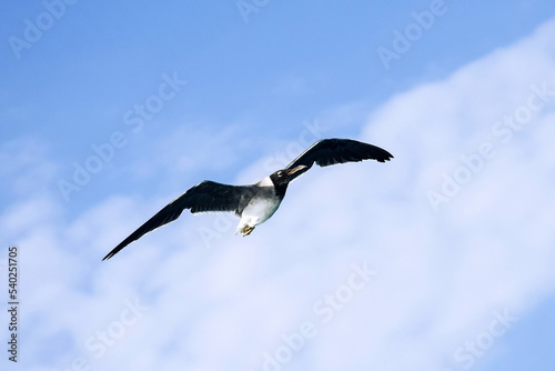 Large white seagull flies in blue sky with clouds  freedom in wild. Copy space. Selective focus.
