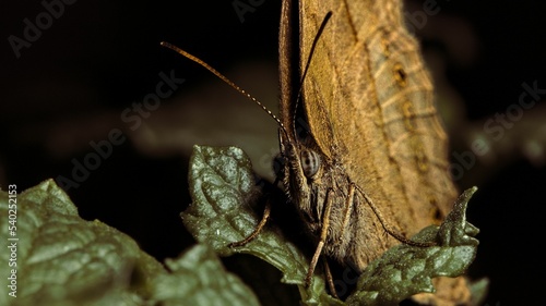 Macro shot of a brown hermes satyr butterfly on a plant