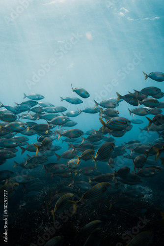 фотографія Shoal of fish underwater mediteranean sea 02