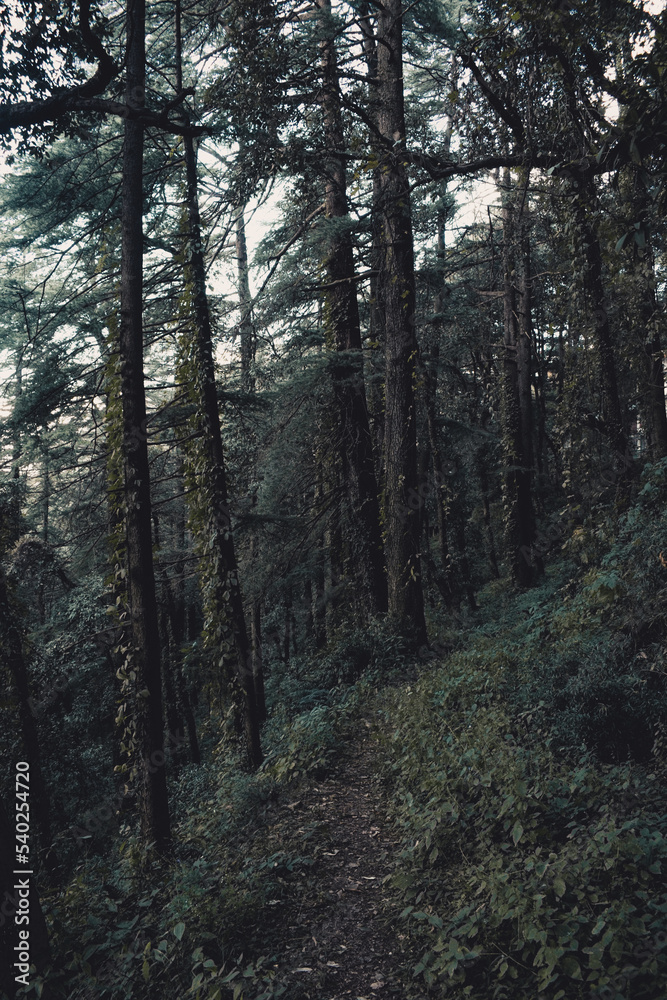 Empty trek in the Forest - Himalayan Deodar Forest