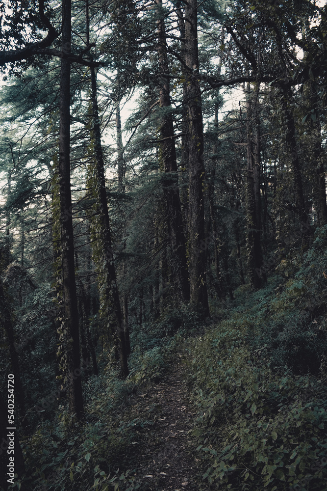Empty trek in the Forest - Himalayan Deodar Forest Empty trek in the Forest - Himalayan Deodar Forest