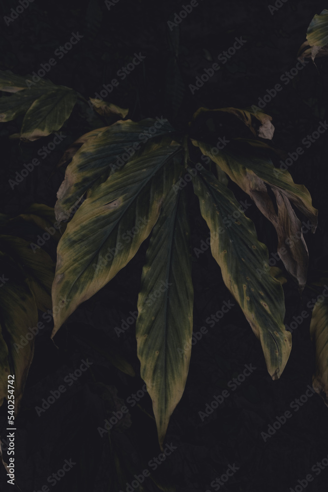 Fototapeta premium Wild Goeppertia louisae in the forest - Moody yellow leaves