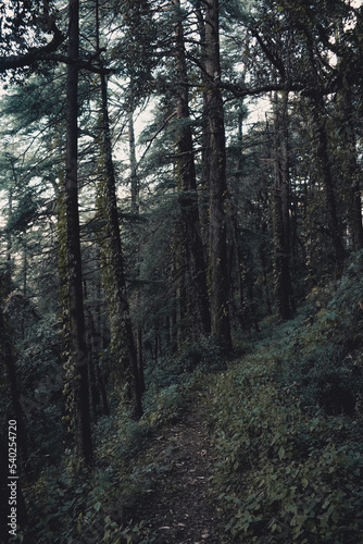 Empty trek in the Forest - Himalayan Deodar Forest