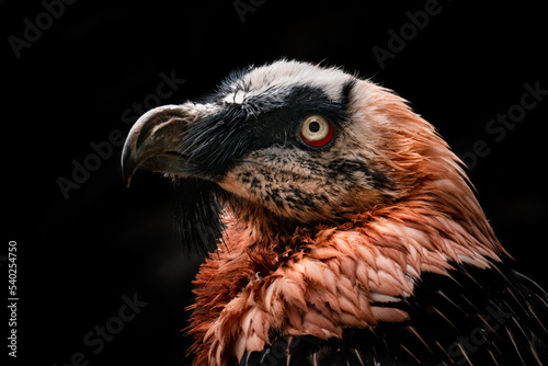 Bearded vulture (Gypaetus barbatus), with beautiful black coloured background. Bird of prey with orange feather sitting on the rock in the mountains. Wildlife scene from nature, Switzerland