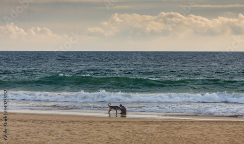 Summer landscape on the shore of the Indian Ocean with a man, dogs on a sandy beach against the sky with clouds. Sri Lanka