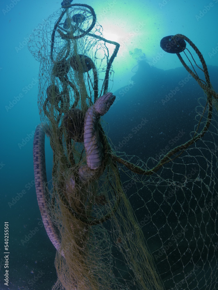 snake caught in an old fishing net underwater scenery ghost nets pollution Stock Photo Adobe Stock