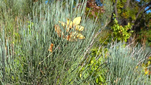 Ornamental plant Ephedra in the botanical garden in autumn