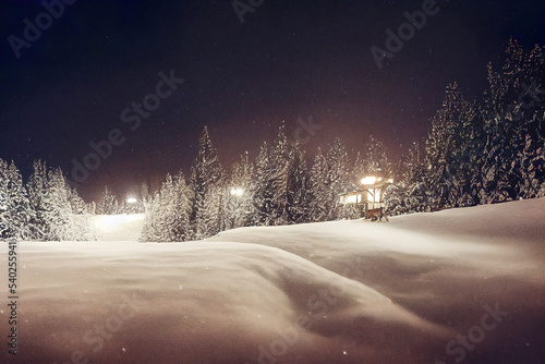 winter night snowy forest landscape