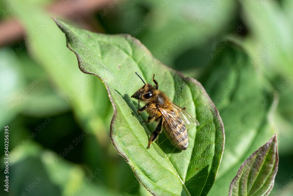 abeille abeille