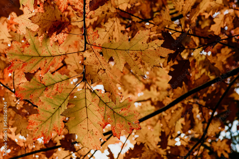 Closeup nature view of orange, red and yellow leaves, tree and twigs background. Flat lay, dark nature concept, red oak leaf, group background, colourful autumn forest, october, colorful leaves