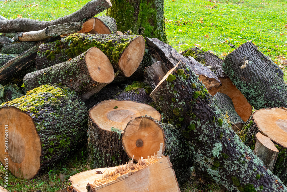 Fototapeta premium Sprucewood, firewood, is cut with a chainsaw, into firewood junks and stacked for burning as home heating. The pile lays on lush and vibrant green grass near a large tree. There's moss on the wood.