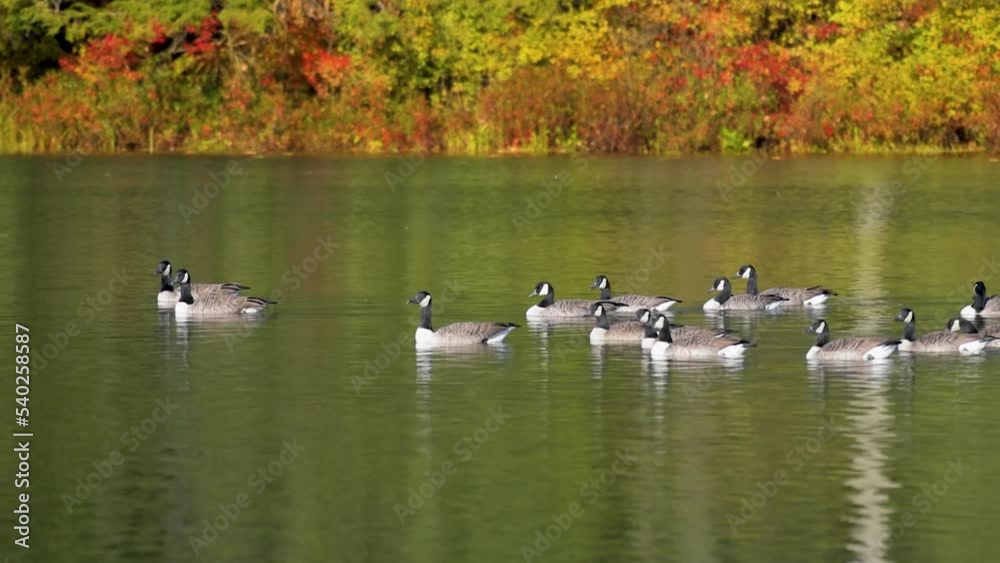 A small flock of Canada Geese effortlessly swimming at Sky Lake in Windsor in Upstate NY. The geese make moving on the water so graceful this beautiful Autumn afternoon. Color fall background. A small flock of Canada Geese effortlessly swimming at Sky Lake in Windsor in Upstate NY. The geese make moving on the water so graceful this beautiful Autumn afternoon. Color fall background.