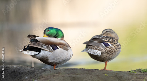 Sleeping Pair of Ducks In Berlin Germany