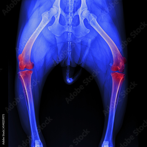 X-ray film pelvis to knee joint of dog anterior view with red highlight on knee joint pain area- veterinary medicine and veterinary anatomy concept- blue tone color