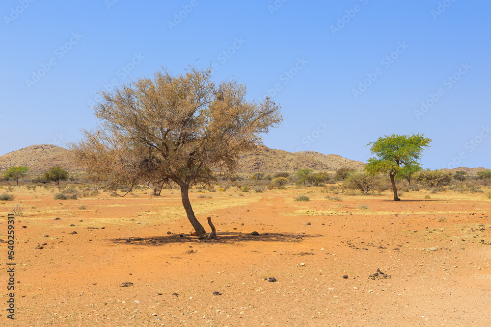 African savannah during a hot day. Namibia.
