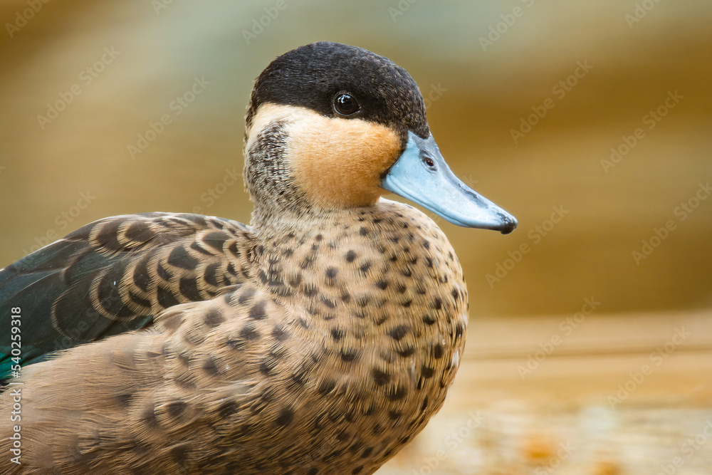 Silver teal (Spatula versicolor) , with a beautiful yellow coloured background. Male of brown duck with a blue bill near the river in the morning sun. Wildlife scene from nature, Brazil Silver teal (Spatula versicolor) , with a beautiful yellow coloured background. Male of brown duck with a blue bill near the river in the morning sun. Wildlife scene from nature, Brazil