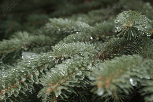 spruce branches with ice needles. beautiful fir tree in winter. sleet.