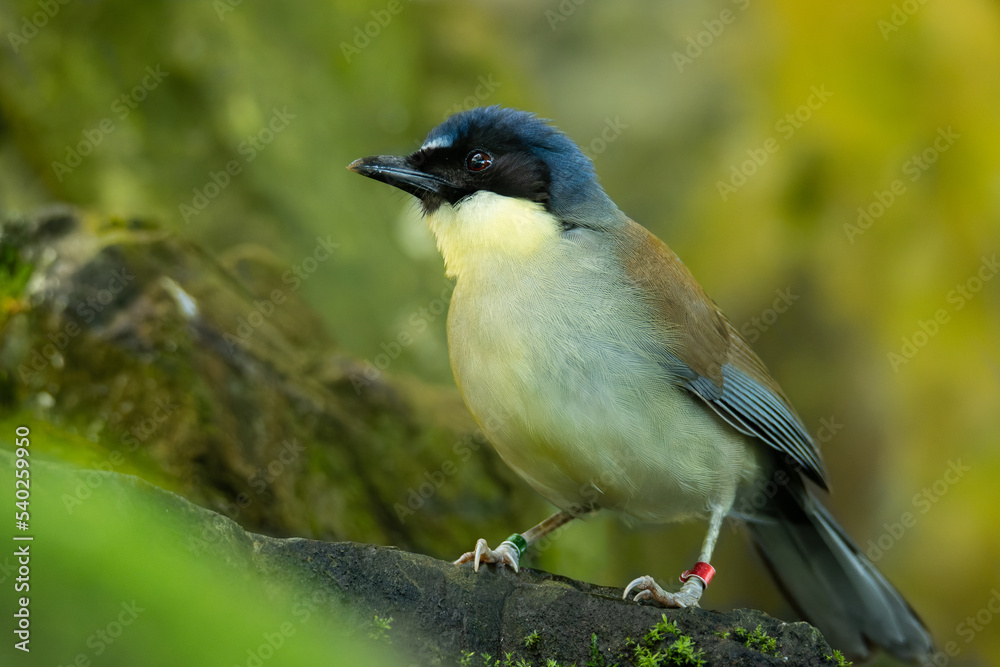 Blue-crowned laughingthrush (Garrulax courtoisi), with beautiful green colored background. Colorful rare bird with blue feather sitting on the stone in the forest. Wildlife scene from nature, China