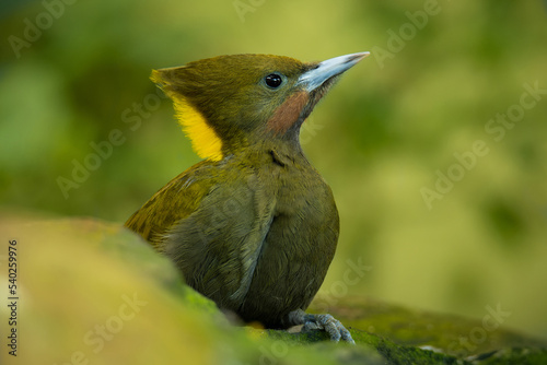 Greater yellownape (Chrysophlegma flavinucha), with beautiful green colored background. Colorful woodpecker with green feather sitting on the ground in the forest. Wildlife scene from nature, China photo