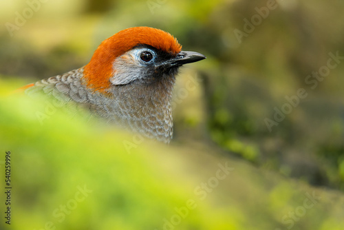 Red-tailed laughingthrush (Trochalopteron milnei), with beautiful green colored background. Colorful rare bird with red feather sitting on the stone in the forest. Wildlife scene from nature, China