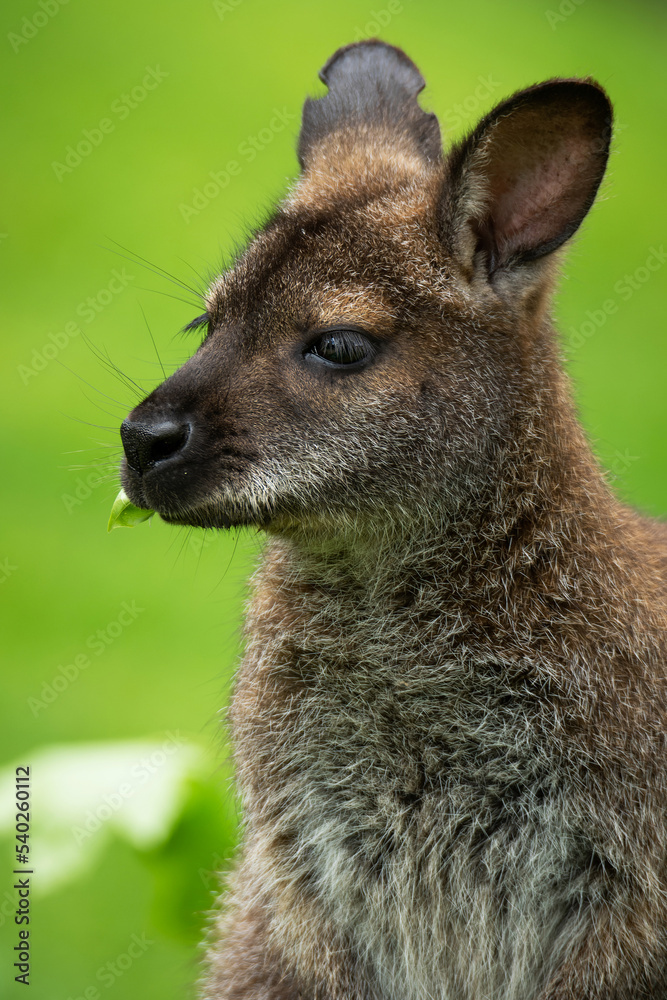 Naklejka premium Red-necked wallaby or Bennett's wallaby (Macropus rufogriseus), with beautiful green coloured background. Kangaroo, mammal with brown hair sitting on the ground. Wildlife scene from nature, Australia