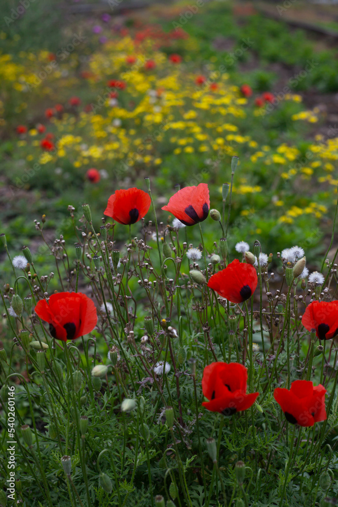 Obraz premium poppy flowers