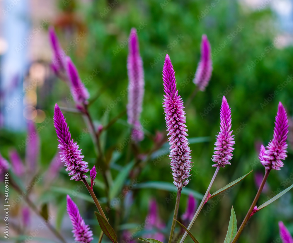 Fototapeta premium Celosia spicata plumosa (cockscomb) flowers and foliage in New Orleans, LA, USA