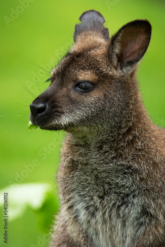 Red-necked wallaby or Bennett's wallaby (Macropus rufogriseus), with beautiful green coloured background. Kangaroo, mammal with brown hair sitting on the ground. Wildlife scene from nature, Australia © Simon Vasut